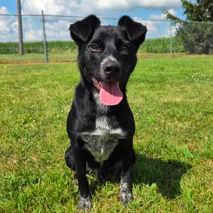 Atlas, Collie, Border, adult, available for adoption