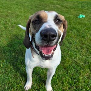 Copper, Hound, adult, available for adoption