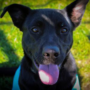 Professor X (Buck), Shepherd, German, adult, available for adoption