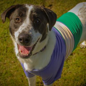Velveteen, Pyrenees, Great, young, available for adoption