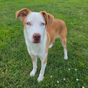 A brown and white dog with blue eyes standing on a grassy field.