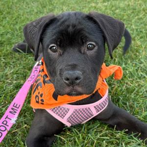 Pumpkin, Retriever, Black Labrador, puppy, available for adoption