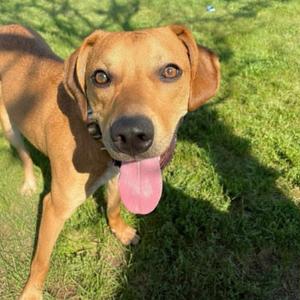 Ziggy, Mixed Breed (Large), adult, available for adoption