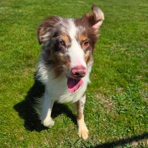 Sunny D, Shepherd, Australian, adult, available for adoption