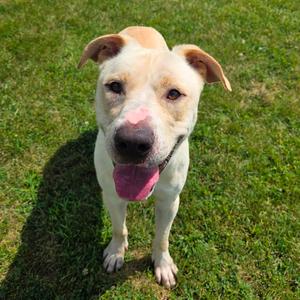 Dan, Retriever, Yellow Labrador, adult, available for adoption