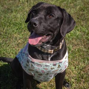 Roo, Retriever, Black Labrador, adult, available for adoption
