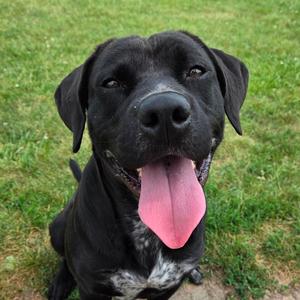 Roo, Retriever, Black Labrador, adult, available for adoption