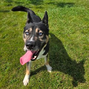 Gooski, Husky, adult, available for adoption