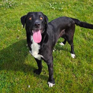Fuego, Collie, Border, adult, available for adoption