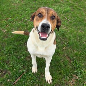 Lumalee, Mixed Breed (Large), adult, available for adoption