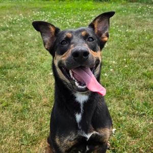 Rowen, Shepherd, adult, available for adoption
