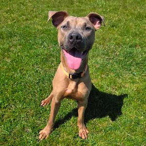 Mozzarella, Terrier, Pit Bull, adult, available for adoption