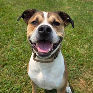Titan, Mixed Breed (Large), adult, available for adoption