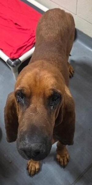 26-09-2745 Copper, Bloodhound, adult, available for adoption
