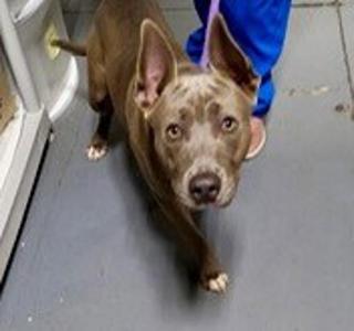 26-09-2824 Scott, Pit Bull Terrier, adult, available for adoption