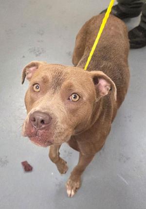 A brown dog with a yellow leash, looking up at the camera.