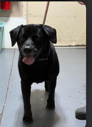 26-09-2596 Roy, Labrador Retriever, adult, available for adoption