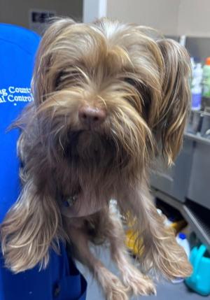 26-09-2825b Maple, Terrier, adult, available for adoption
