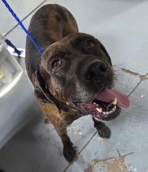 26-08-2289a Mitchell, Labrador Retriever, adult, available for adoption