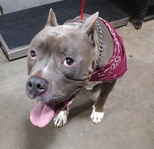 A gray pit bull dog wearing a red bandana and a chain collar, standing on a concrete floor with its tongue out.