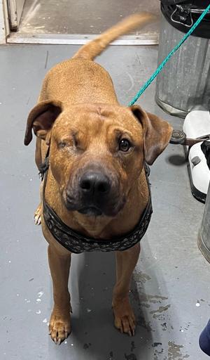 26-09-2834 Bear, Pit Bull Terrier, adult, available for adoption