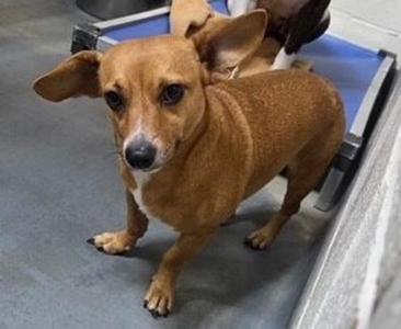 26-09-2648a Layla, Chihuahua, adult, available for adoption