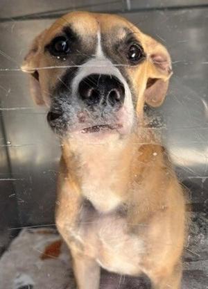 26-09-2835c Bella, Pit Bull Terrier, adult, available for adoption