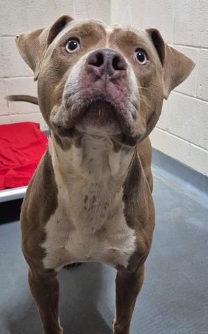 26-09-2823 Buster, Pit Bull Terrier, adult, available for adoption