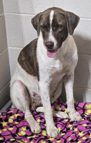 A brown and white dog sitting on a colorful blanket