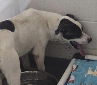 A white dog with black patches is standing near a wall, with its tongue out. The dog is next to a blue blanket with a pattern of dogs on it and a metal bowl.