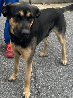 26-09-2832 Sam, Shepherd, adult, available for adoption