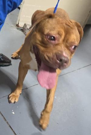 26-08-2377a Eve, Pit Bull Terrier, adult, available for adoption