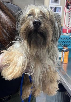 26-09-2825a Cider, Terrier, adult, available for adoption
