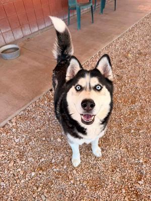 Balto, Husky, adult, available for adoption
