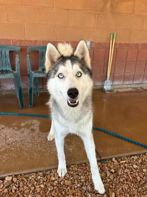 Wallabee, Husky, adult, available for adoption