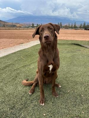 Maple, Mixed Breed, adult, available for adoption
