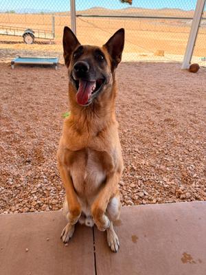 Pike, Mixed Breed, adult, available for adoption