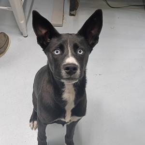 a black and white dog with blue eyes looking up
