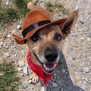 Snoop Dogg, Dachshund, Miniature Smooth Haired, senior, available for adoption