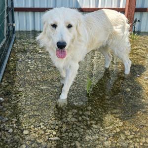 A white dog standing in shallow water, with its tongue out and looking towards the camera.