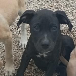 A black puppy with floppy ears sitting on a gravel surface, looking directly at the camera.
