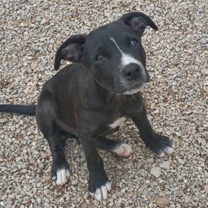 a black and white puppy sitting on gravel