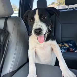 Art, Mixed Breed (Medium), puppy, available for adoption