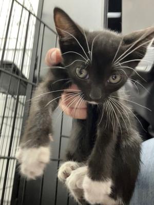Tammi, kitten, available for adoption