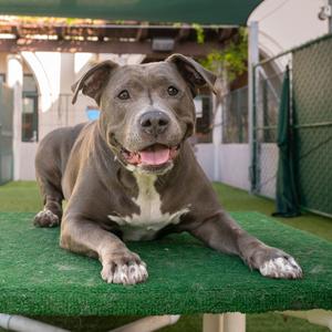 Chica, Terrier, Pit Bull, senior, available for adoption