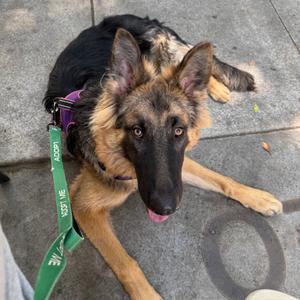 Beau, Shepherd, German, adult, available for adoption