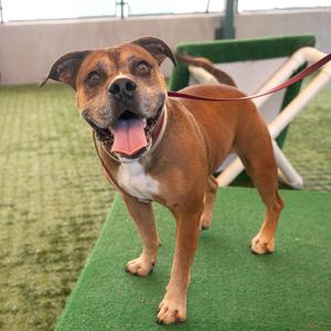 A brown and white dog standing on a green artificial turf surface, wearing a red leash and looking up with its mouth open and tongue out.