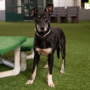 Archibald, Shepherd, senior, available for adoption