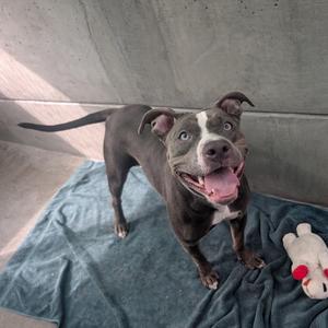 A happy pit bull terrier standing on a blue blanket with a stuffed toy nearby.