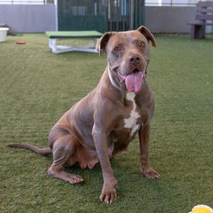 A brown dog with a white chest patch sitting on artificial grass, with its tongue out, in an outdoor enclosure.